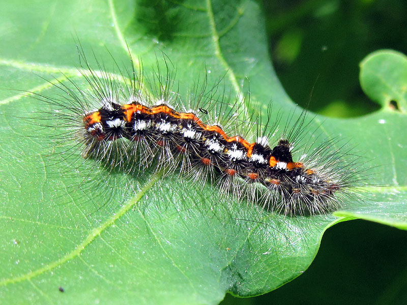 larva da identificare - Euproctis (Sphrageidus) similis